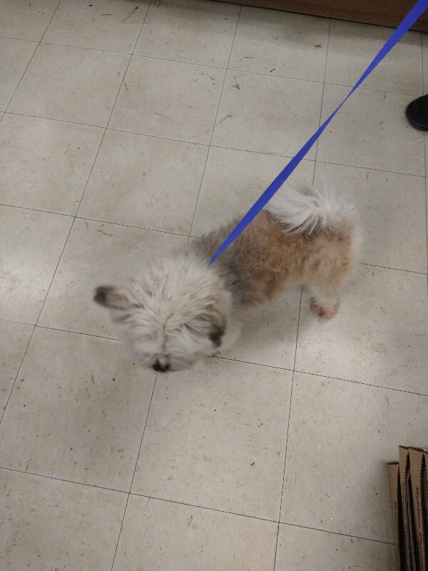 Learn More About this dog 1000014060