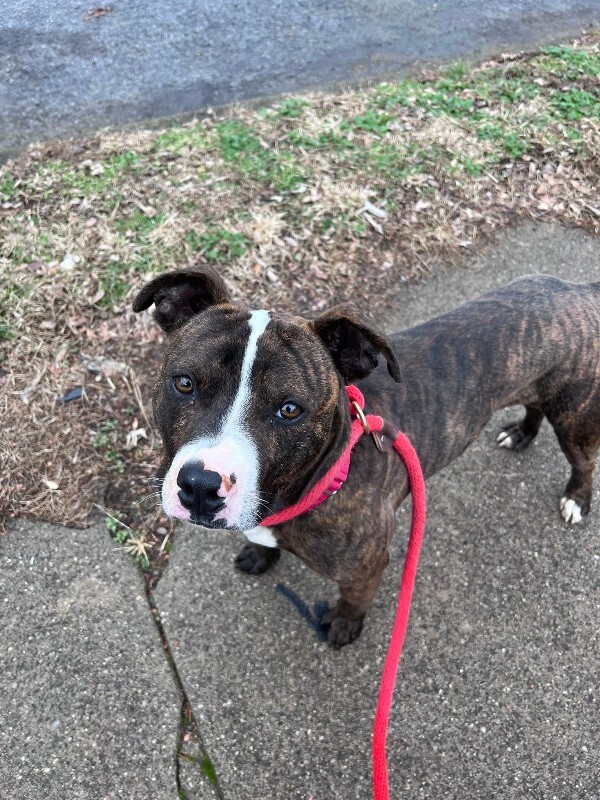 View Muchain the Dog Photo #7