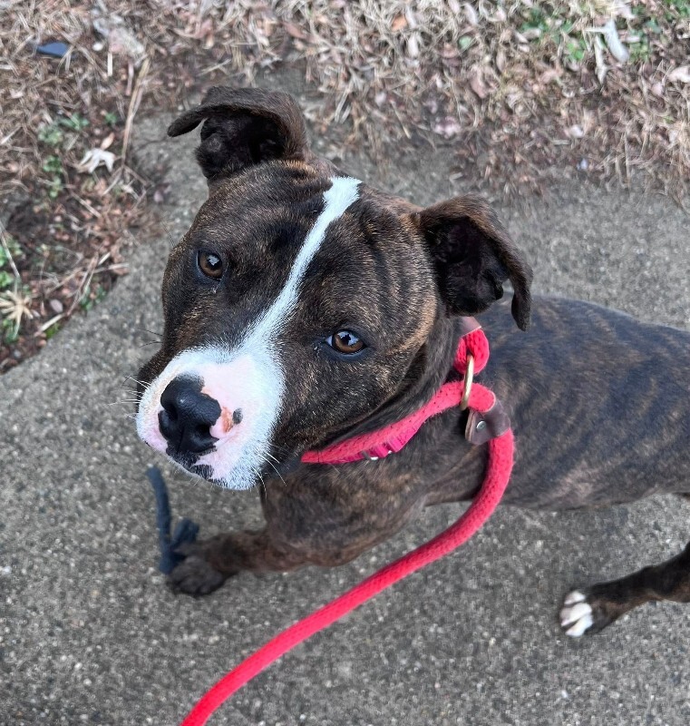 View Muchain the Dog Photo #8