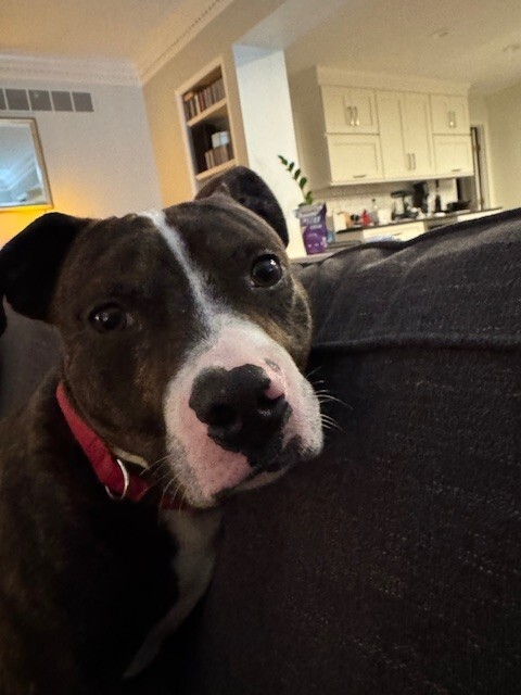 View Muchain the Dog Photo #2