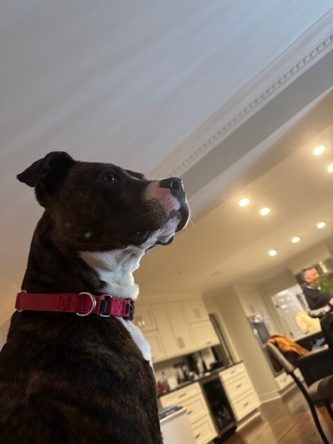 View Muchain the Dog Photo #4