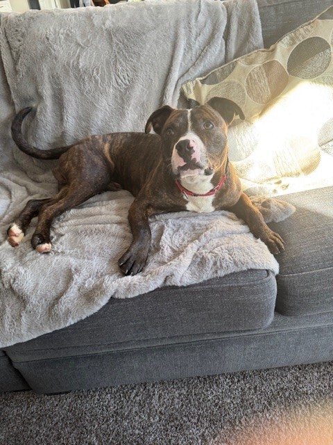 View Muchain the Dog Photo #3