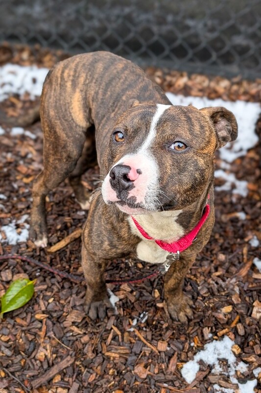 View Muchain the Dog Photo #6