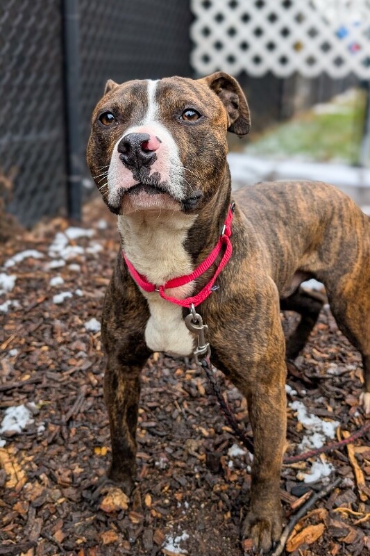 View Muchain the Dog Photo #5