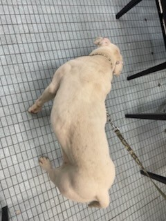 View Star Anise the Dog Photo #3