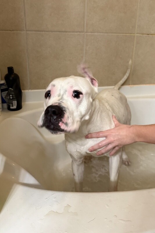 View Star Anise the Dog Photo #7