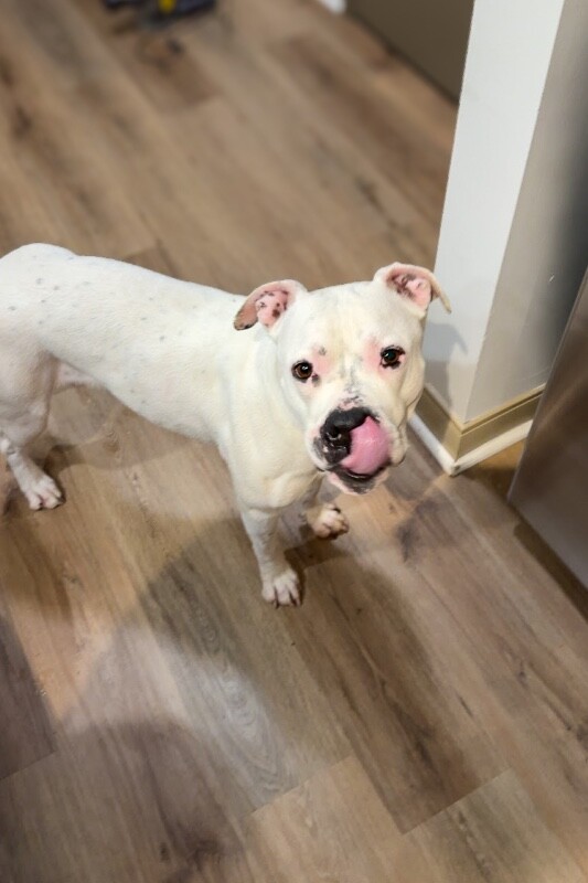 View Star Anise the Dog Photo #6