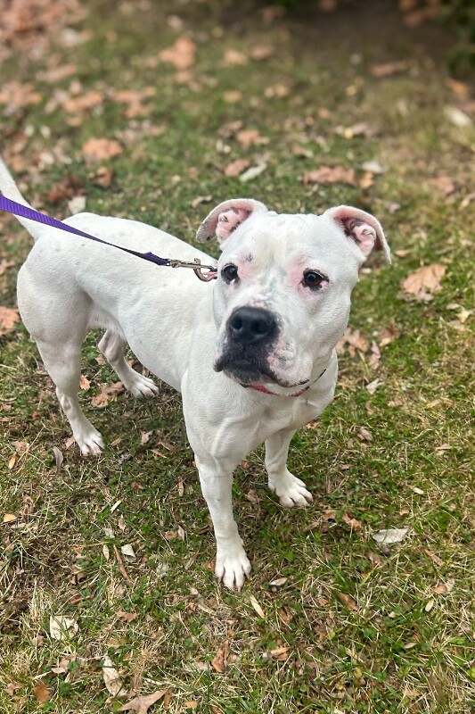 View Star Anise the Dog Photo #2