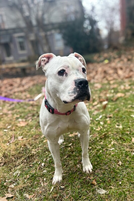 View Star Anise the Dog Photo #5