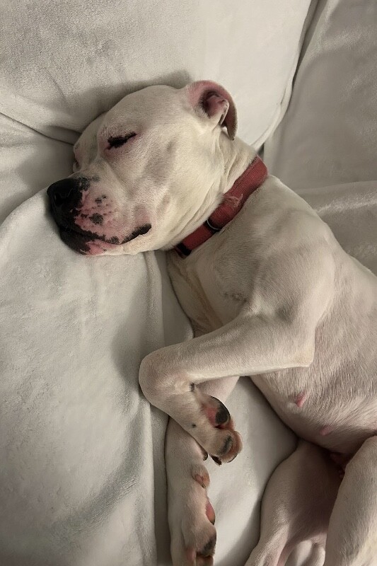 View Star Anise the Dog Photo #3