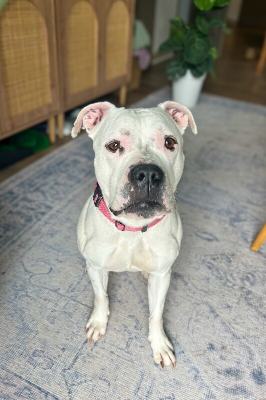 View Star Anise the Dog Photo #4