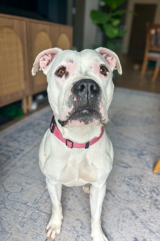 Learn More About Star Anise IMG 5330