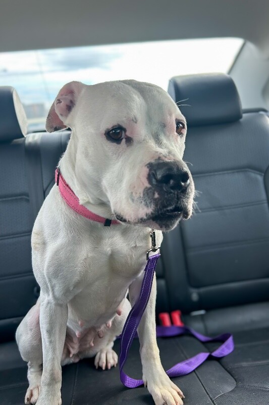 View Star Anise the Dog Photo #8