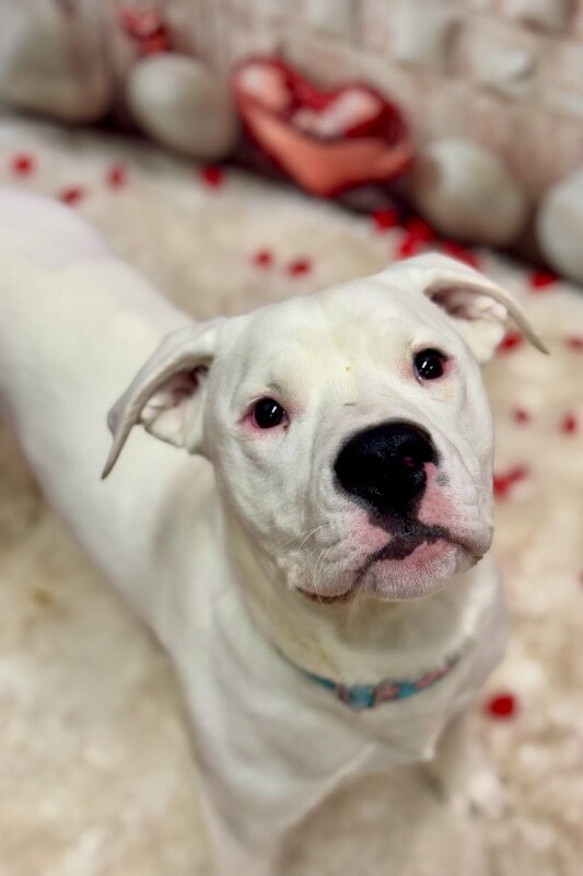 View Pelican the Dog Photo #4