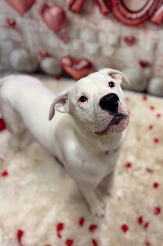 View Pelican the Dog Photo #5