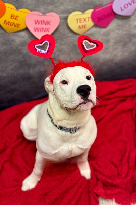 View Pelican the Dog Photo #2