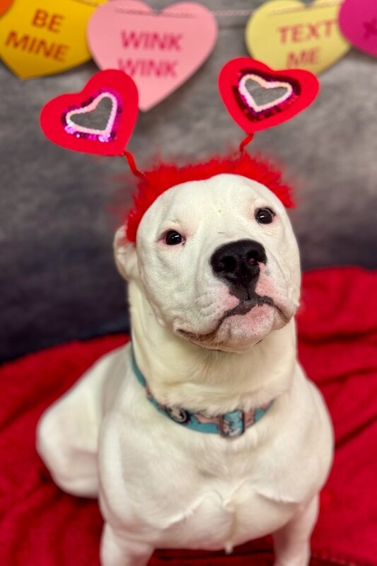 View Pelican the Dog Photo #6