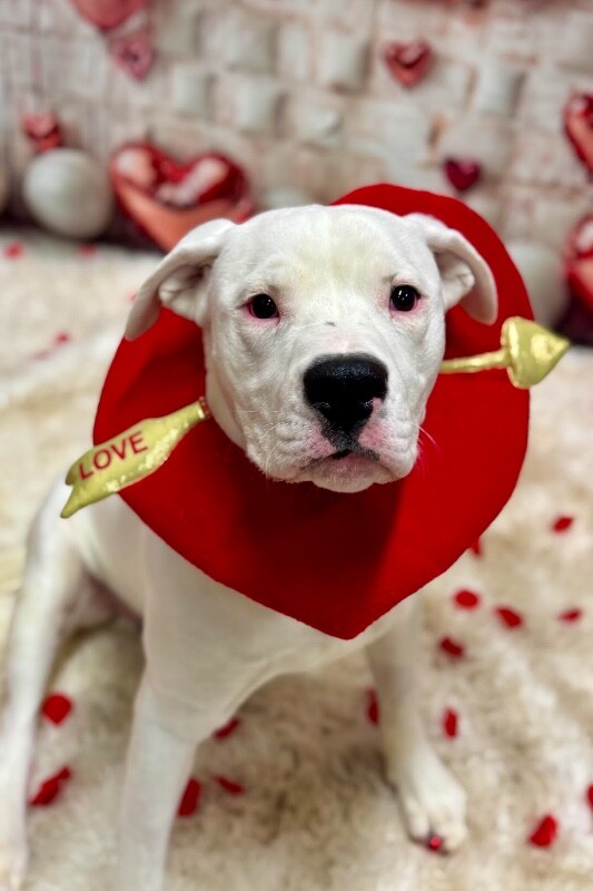 View Pelican the Dog Photo #3