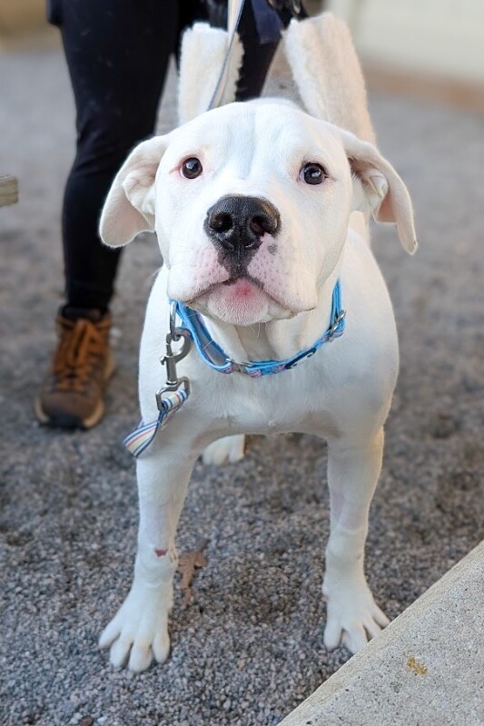 View Pelican the Dog Photo #7