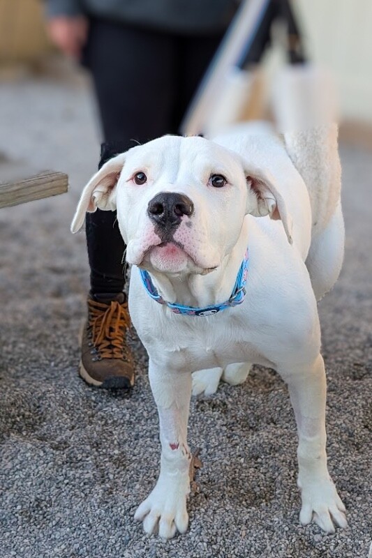 View Pelican the Dog Photo #8