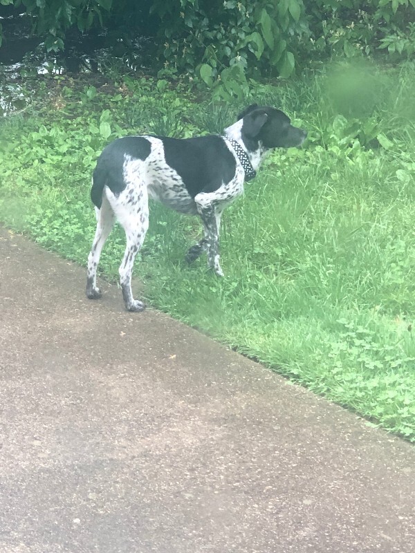 Learn More About this dog IMG 1362