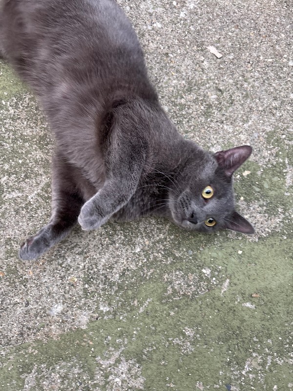 Learn More About this cat IMG 6291