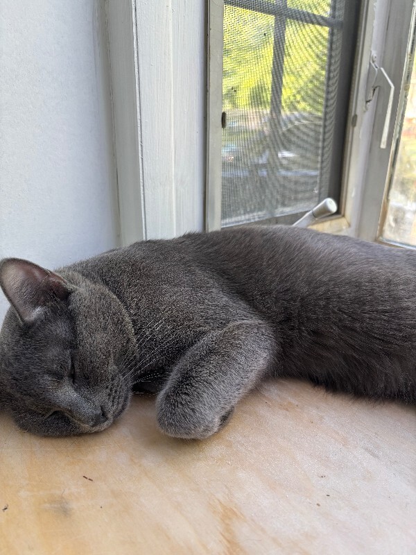 View Blue the Cat Photo #2