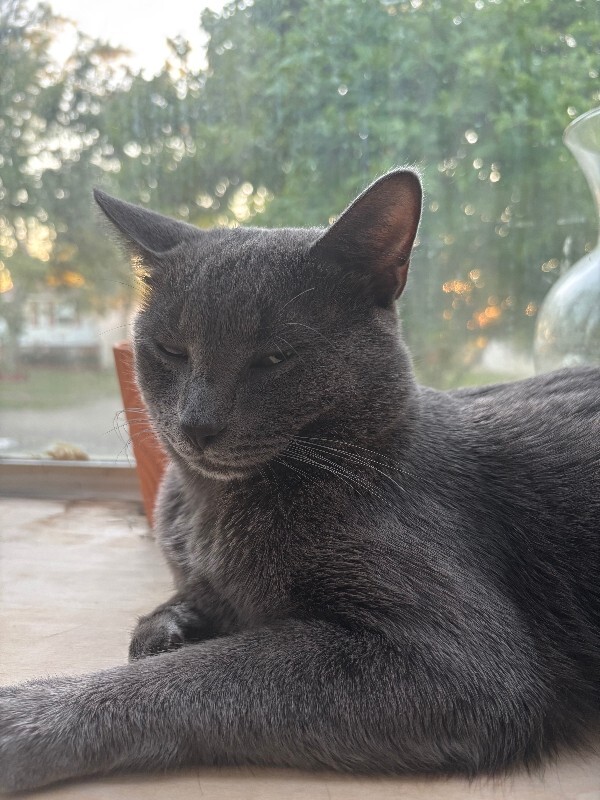 View Blue the Cat Photo #3