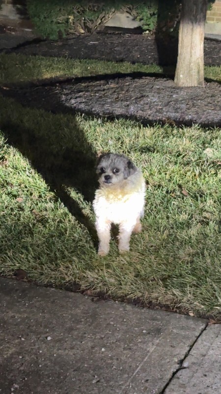 Learn More About this dog unnamed