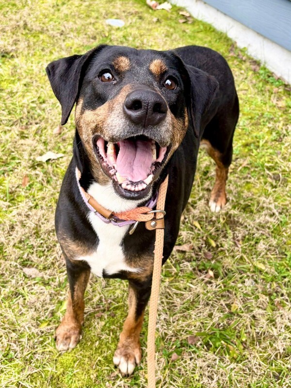 View Ginny the Dog Photo #2