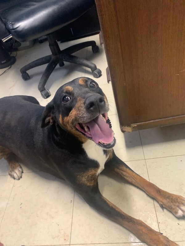 View Ginny the Dog Photo #3