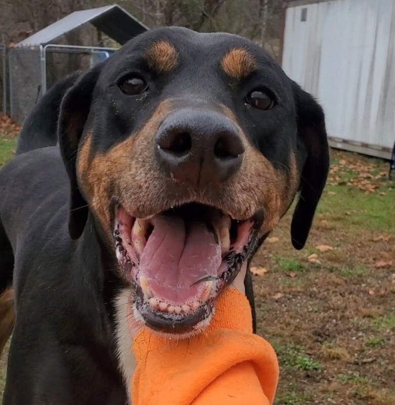 View Ginny the Dog Photo #4