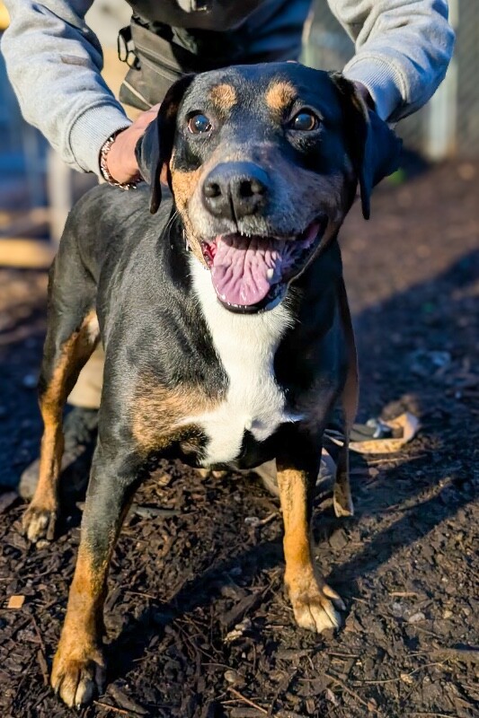 View Ginny the Dog Photo #7