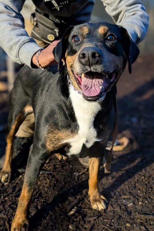 View Ginny the Dog Photo #5