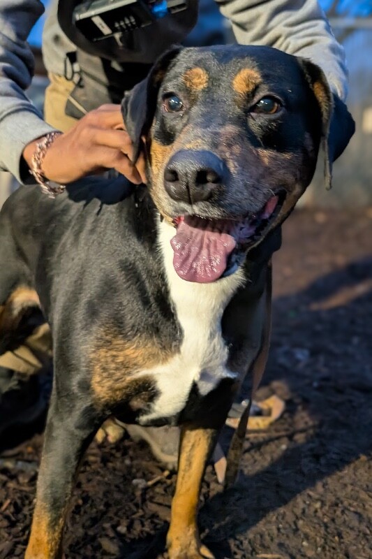 View Ginny the Dog Photo #8