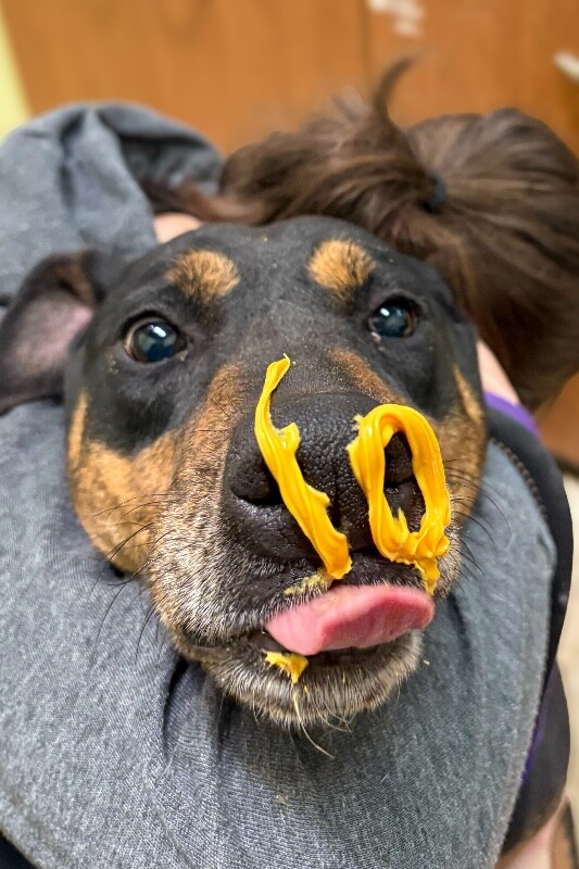 View Ginny the Dog Photo #6