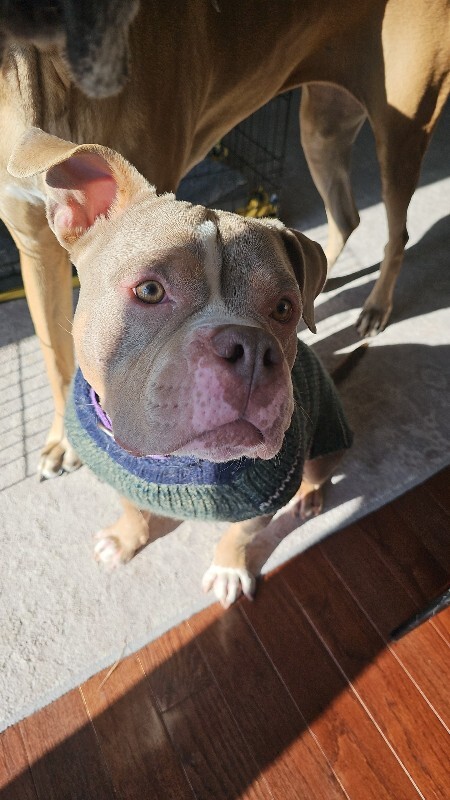 View Whetsel the Dog Photo #14