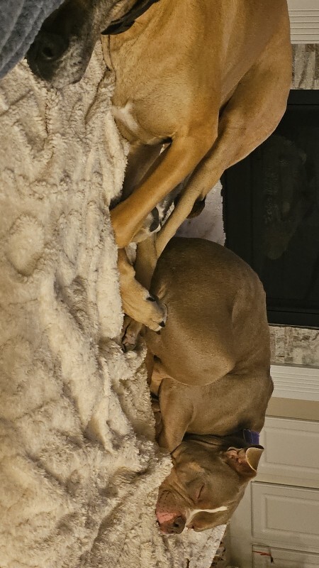 View Whetsel the Dog Photo #13