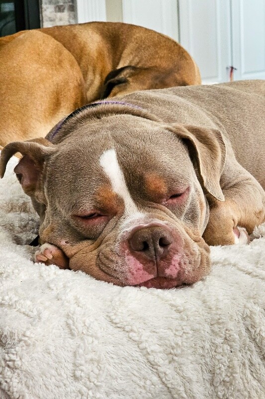 View Whetsel the Dog Photo #4