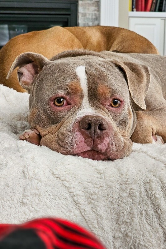 View Whetsel the Dog Photo #2