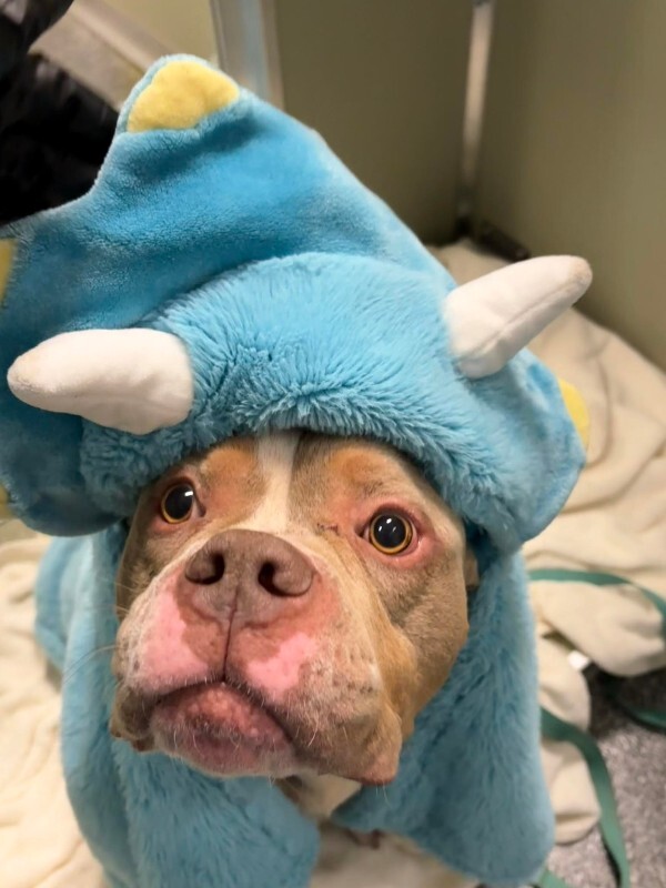 602909119 1881805119389486 5517325914049229978 n