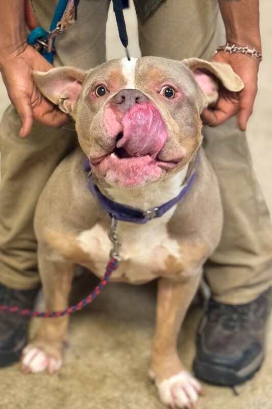 View Whetsel the Dog Photo #10