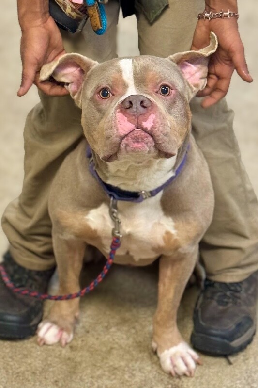 View Whetsel the Dog Photo #6