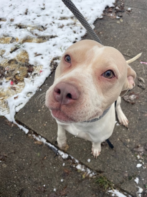 View Cheesecake the Dog Photo #4