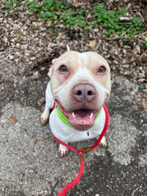 View Cheesecake the Dog Photo #3