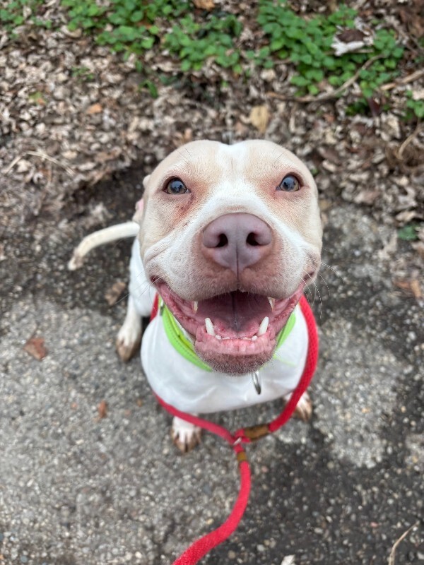 View Cheesecake the Dog Photo #2