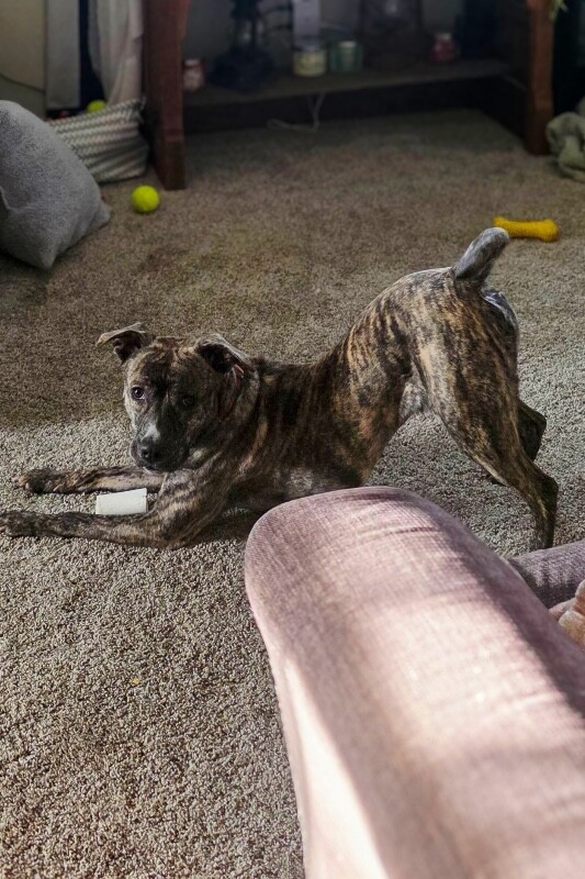 View Franny the Dog Photo #12