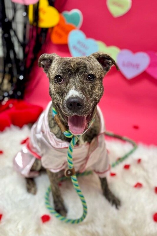 View Franny the Dog Photo #3