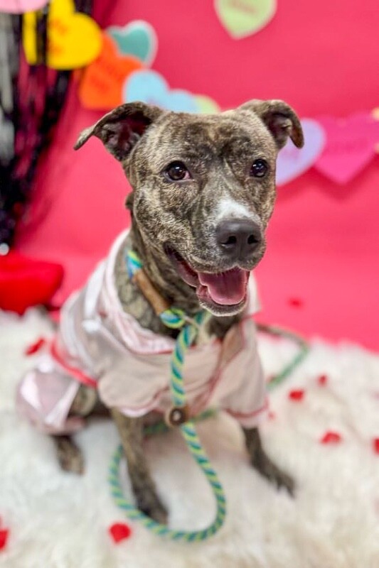 View Franny the Dog Photo #9