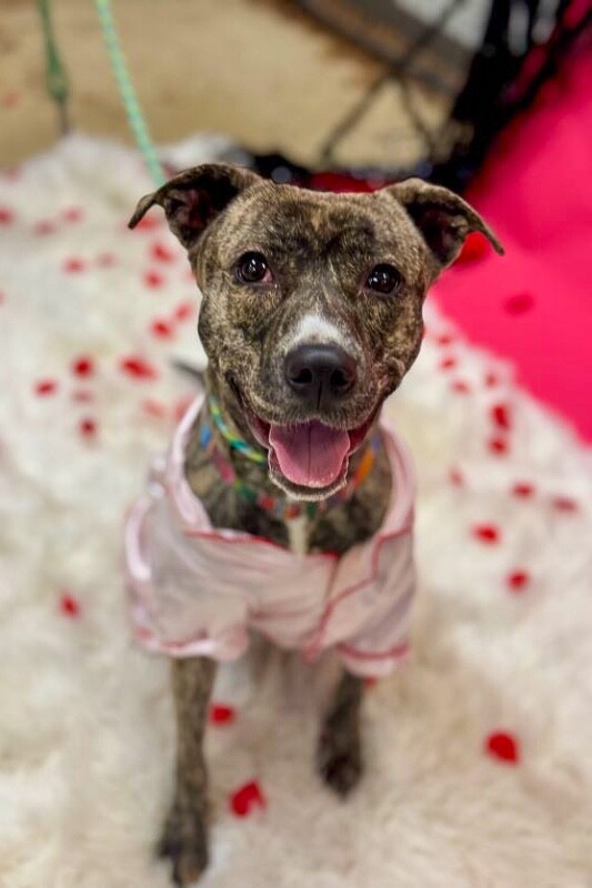 View Franny the Dog Photo #8